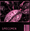 Pink botanical details