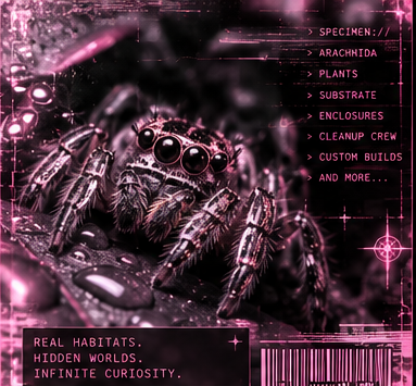 Pink-tinted jumping spider in a cryptic habitat